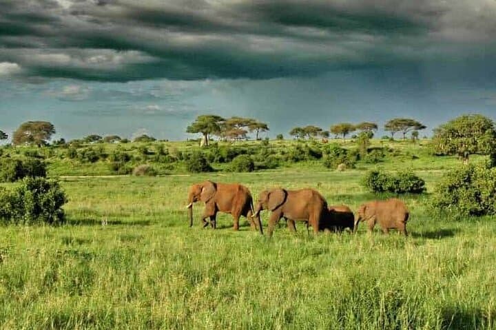 Day Safari to Mikumi National Park from Zanzibar — Flights, Game Drive & Wildlife