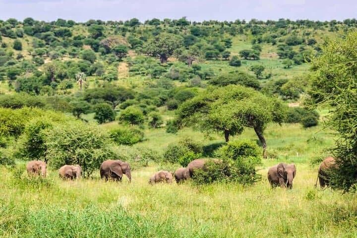 Day Safari to Mikumi National Park from Zanzibar — Flights, Game Drive & Wildlife photo 3