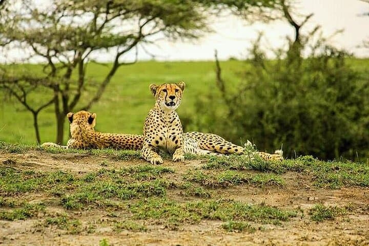 Day Safari to Mikumi National Park from Zanzibar — Flights, Game Drive & Wildlife photo 4