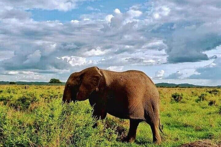 Day Safari to Mikumi National Park from Zanzibar — Flights, Game Drive & Wildlife photo 5