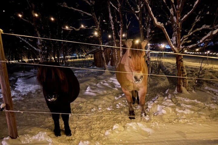 Arctic Farm Evenings: Northern Lights, Campfire & Lavvu in Kviby photo 4