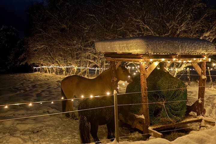 Arctic Farm Evenings: Northern Lights, Campfire & Lavvu in Kviby photo 6