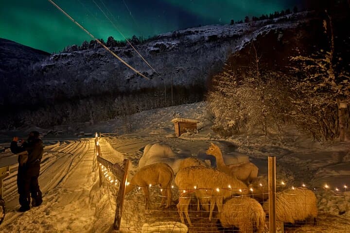 Arctic Farm Evenings: Northern Lights, Campfire & Lavvu in Kviby photo 5