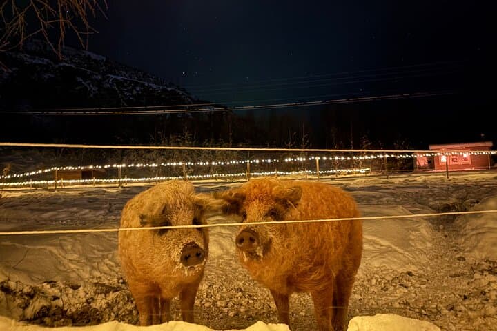 Arctic Farm Evenings: Northern Lights, Campfire & Lavvu in Kviby photo 2