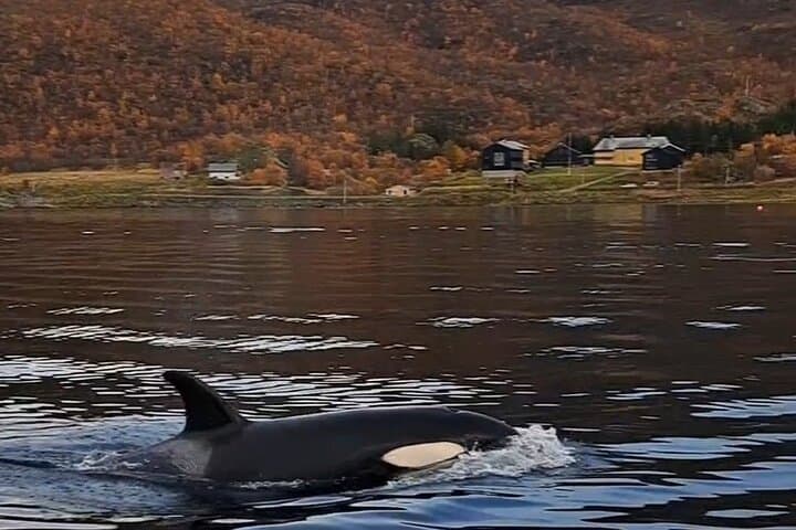 Arctic Whale-Watching Camp on Seiland: 4-Night Altafjord Wildlife & Northern Lights Escape