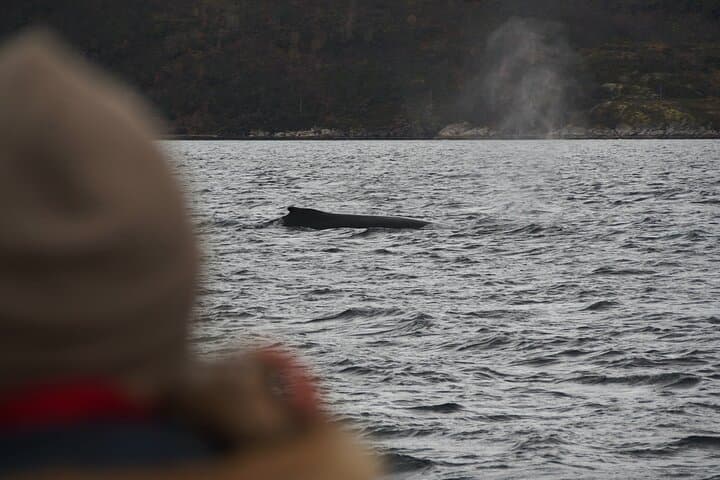 Arctic Whale-Watching Camp on Seiland: 4-Night Altafjord Wildlife & Northern Lights Escape photo 4