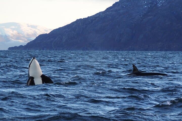 Arctic Whale-Watching Camp on Seiland: 4-Night Altafjord Wildlife & Northern Lights Escape photo 3