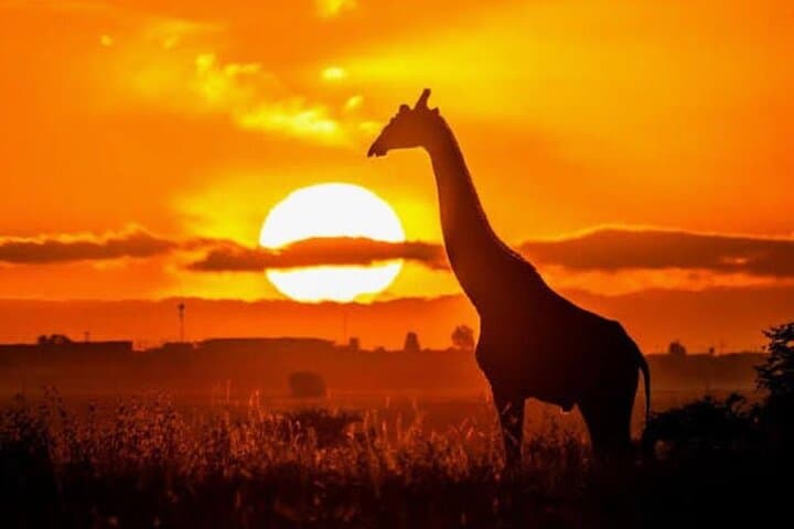 Aquila Game Reserve Sunset Safari from Cape Town — Big Five, Drinks & Snacks