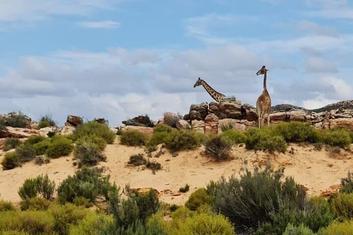 Aquila Game Reserve Sunset Safari from Cape Town — Big Five, Drinks & Snacks photo 4