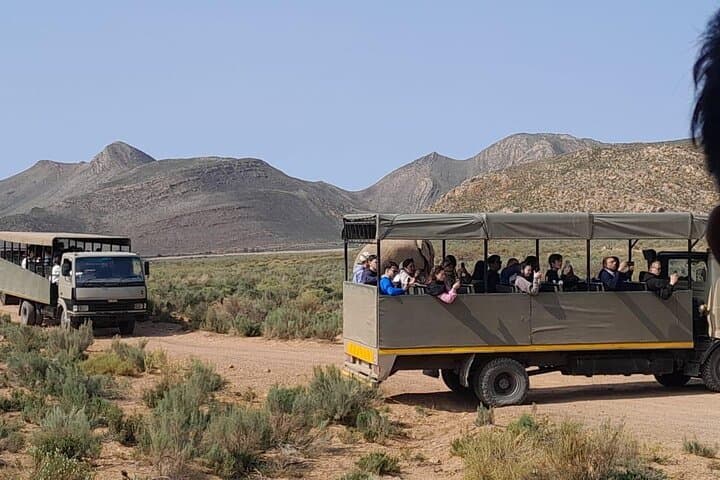 Aquila Game Reserve Sunset Safari from Cape Town — Big Five, Drinks & Snacks photo 6