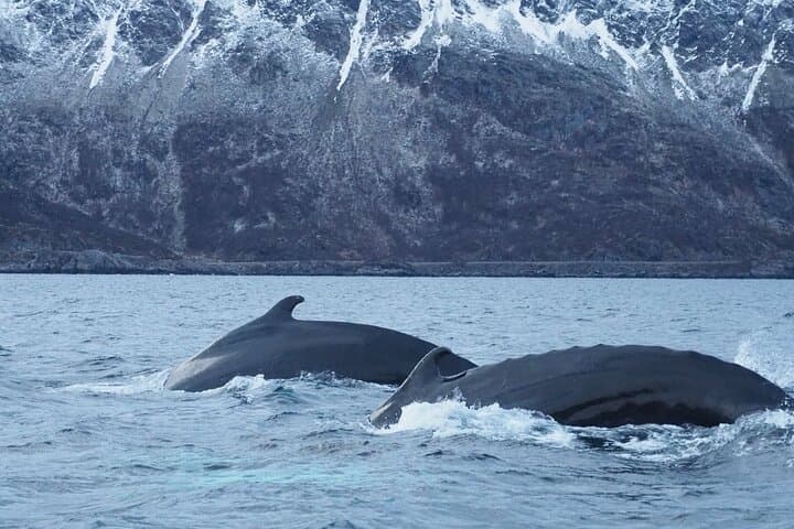 Arctic Whale-Watching Camp on Seiland: 4-Night Altafjord Wildlife & Northern Lights Escape photo 6