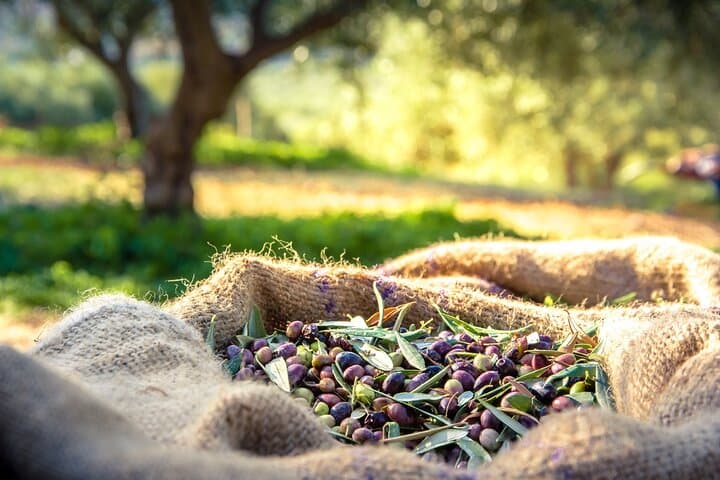 Zakynthos Panorama & Local Flavours: Bohali Views, Wine & Olive Press Tour photo 4