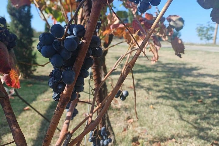 E-Bike Wine Tasting in the Modena Hills: Lambrusco & Vineyard Ride