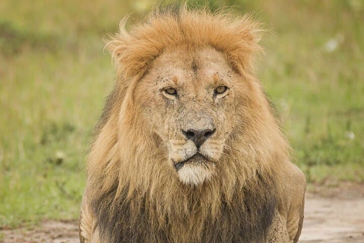 Maasai Mara 3-Day Safari with Maasai Guide and 4x4 Land Cruiser photo 4