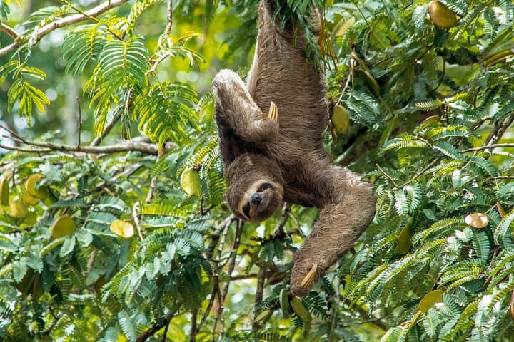 Amazon Pacaya Samiria Full-Day Private Shore Tour from Iquitos photo 5