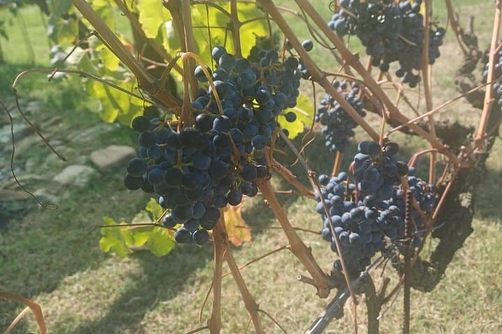 E-Bike Wine Tasting in the Modena Hills: Lambrusco & Vineyard Ride photo 4