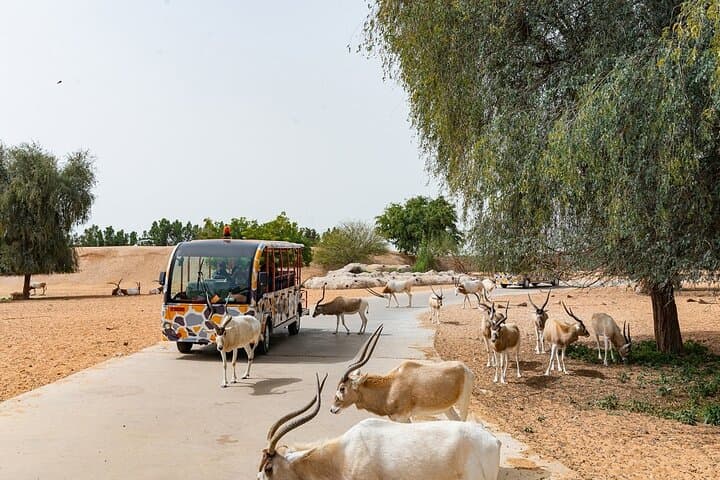 Dubai Safari Park: Ultimate Family Safari Experience in Dubai photo 3