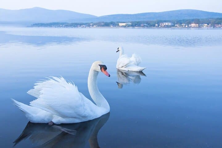 Photographing Mt. Fuji: Full-Day Lake Kawaguchi & Oshino Hakkai Scenic Tour from Tokyo photo 4