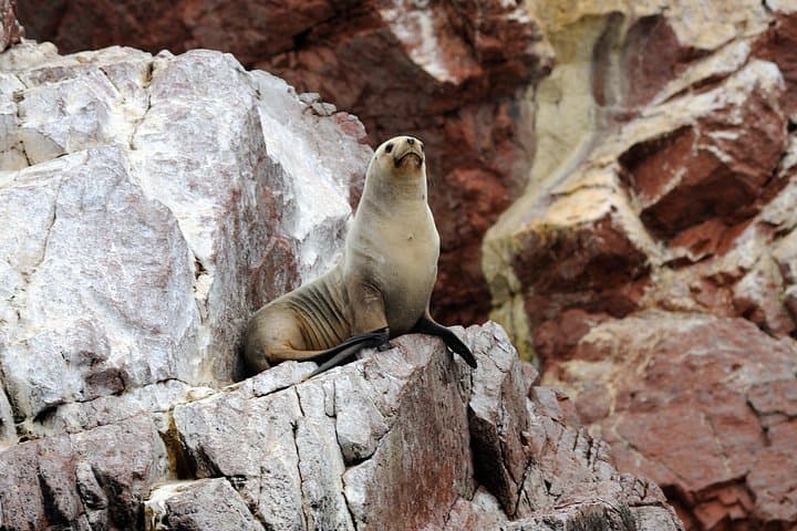 Paracas & Huacachina Day Tour: Ballestas Islands, Dune Buggies and Pisco Tasting from Lima photo 2