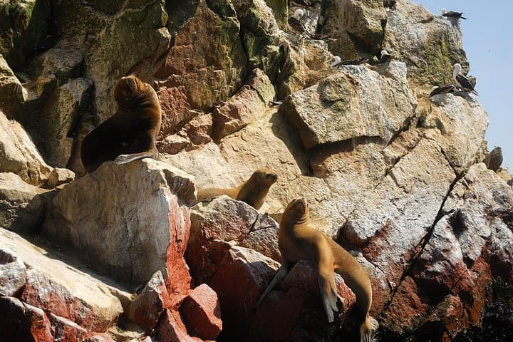 Day Trip: Paracas, Ballestas Islands & Huacachina Oasis from Lima photo 2