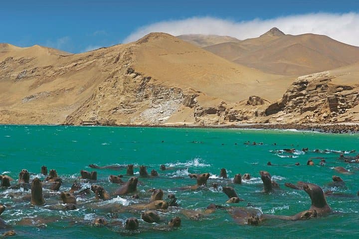 Paracas & Huacachina Day Tour: Ballestas Islands, Dune Buggies and Pisco Tasting from Lima photo 3