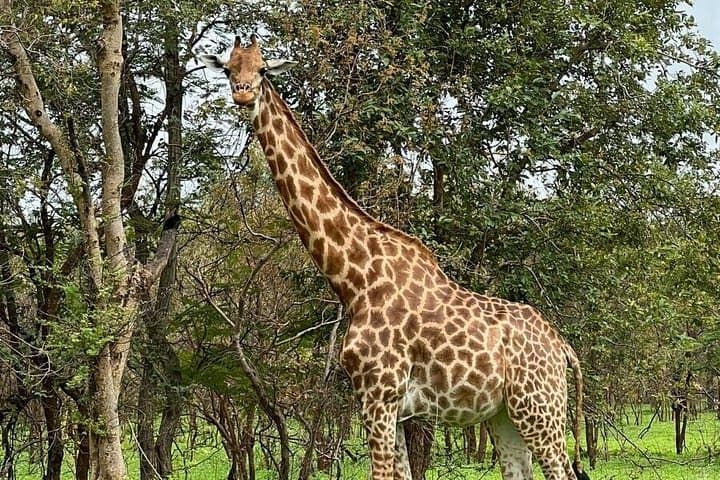 Fathala Wildlife Reserve Safari: Up-Close Wildlife & Guided Lion Walk