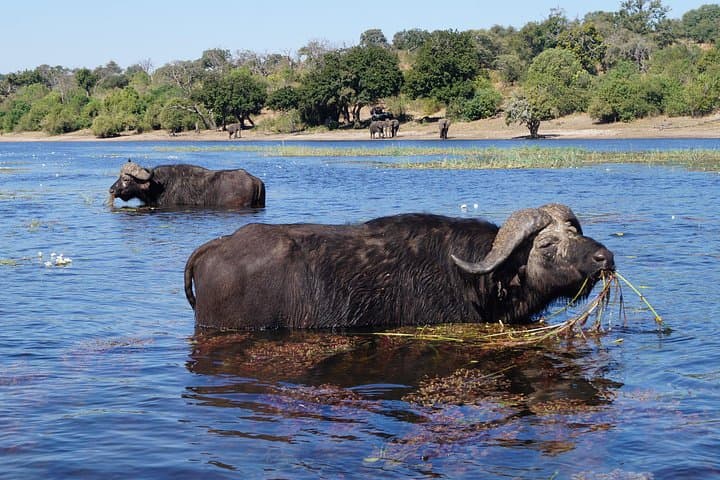 Luxury Car Rentals in Livingstone: Private Transfers & Safari Drivers photo 2