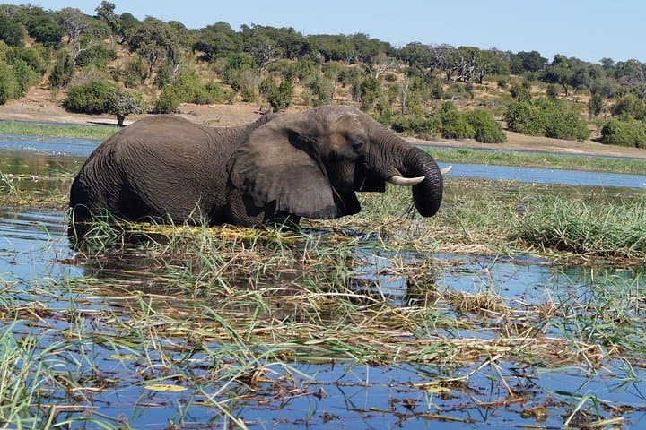 Luxury Car Rentals in Livingstone: Private Transfers & Safari Drivers photo 3