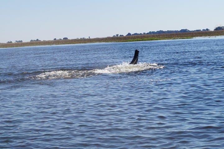 Luxury Car Rentals in Livingstone: Private Transfers & Safari Drivers photo 5