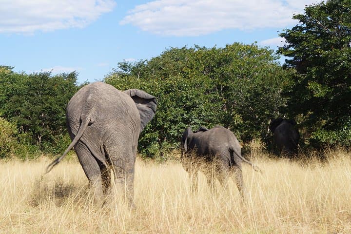 Luxury Car Rentals in Livingstone: Private Transfers & Safari Drivers photo 6