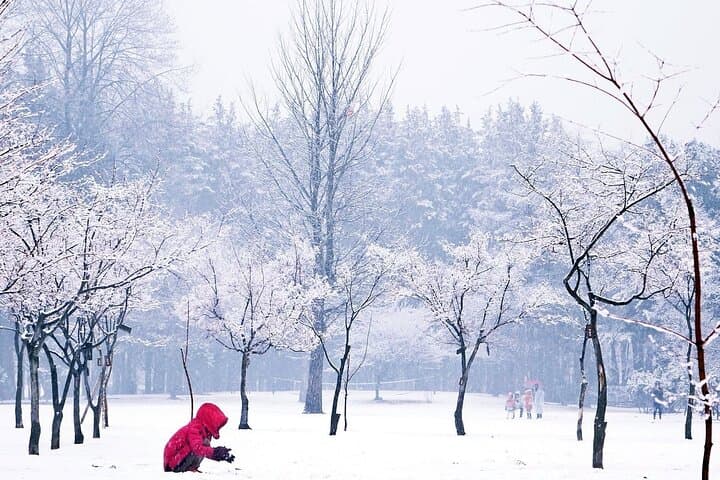 Nami Island, Petite France & Gangchon Rail Bike — One-Day Gapyeong Tour from Seoul