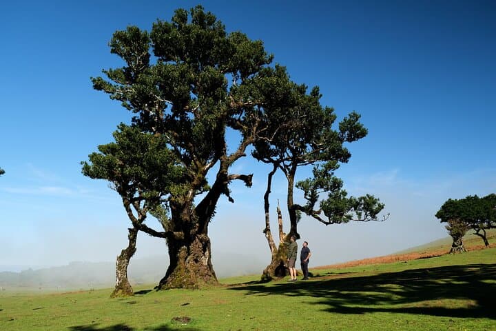 Madeira Private 4x4 Jeep Tour — Full-Day Custom Island Adventure photo 2