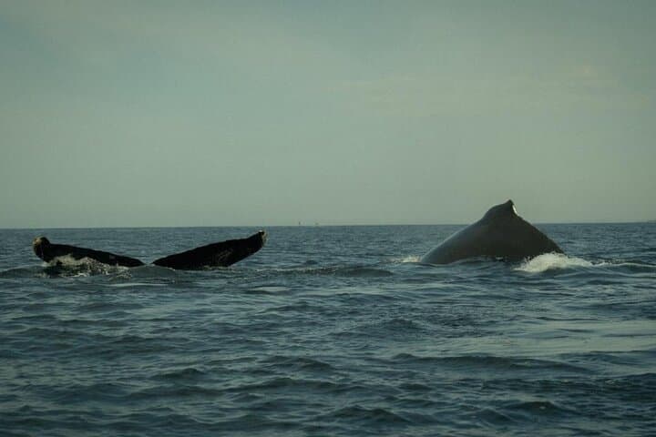Oaxacan Coast Whale Watching and Snorkeling from San Agustinillo