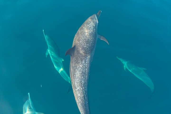 Oaxacan Coast Whale Watching and Snorkeling from San Agustinillo photo 2