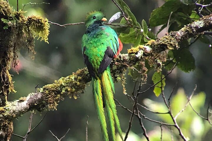 Curicancha Monteverde Nature Walk: Guided Cloud Forest Wildlife Tour