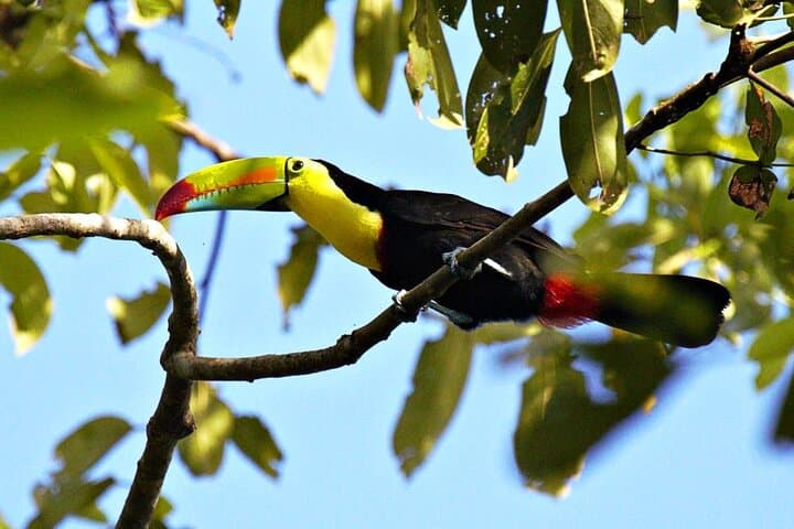 Curicancha Monteverde Nature Walk: Guided Cloud Forest Wildlife Tour photo 2