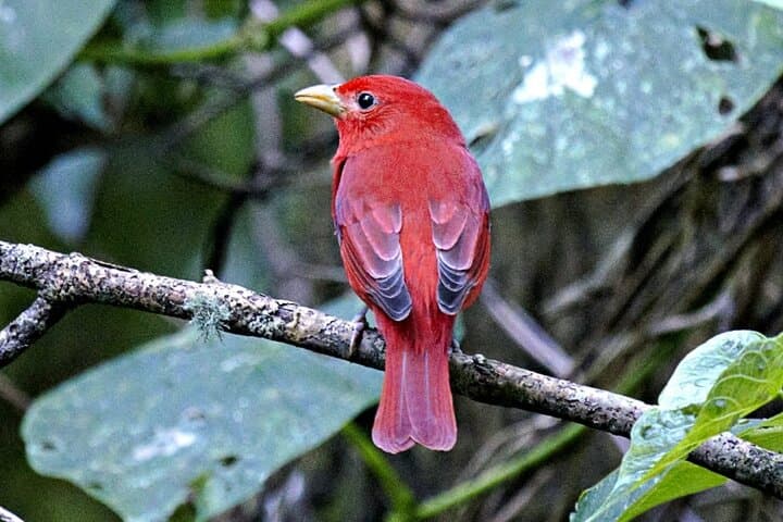 Curicancha Monteverde Nature Walk: Guided Cloud Forest Wildlife Tour photo 3