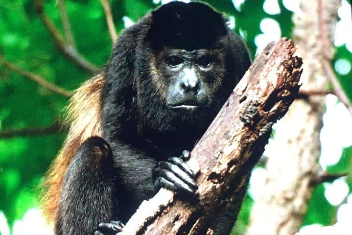Curicancha Monteverde Nature Walk: Guided Cloud Forest Wildlife Tour photo 4