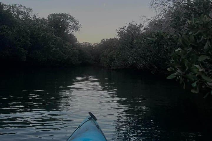 Twilight Mangrove Kayak Tour at Garden Island — Adelaide Dolphin Sanctuary Evening Paddle photo 2