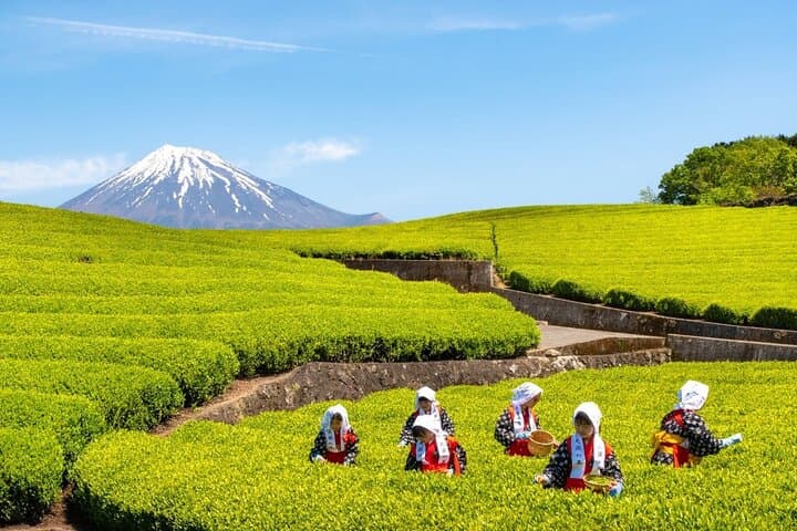 Mt. Fuji Tea Fields, Strawberry Picking & Sengen Shrine — Small-Group Day Tour from Tokyo