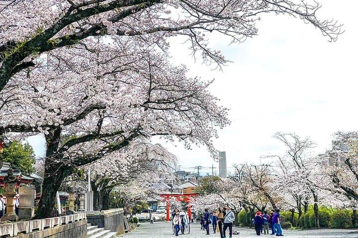 Mt. Fuji Tea Fields, Strawberry Picking & Sengen Shrine — Small-Group Day Tour from Tokyo photo 4