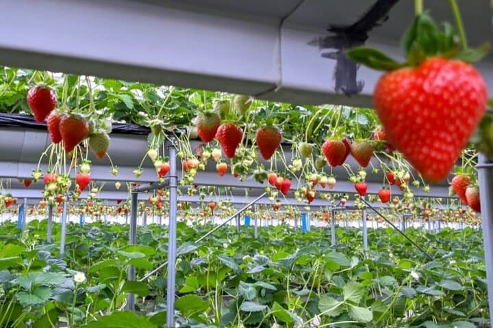 Mt. Fuji Tea Fields, Strawberry Picking & Sengen Shrine — Small-Group Day Tour from Tokyo photo 5