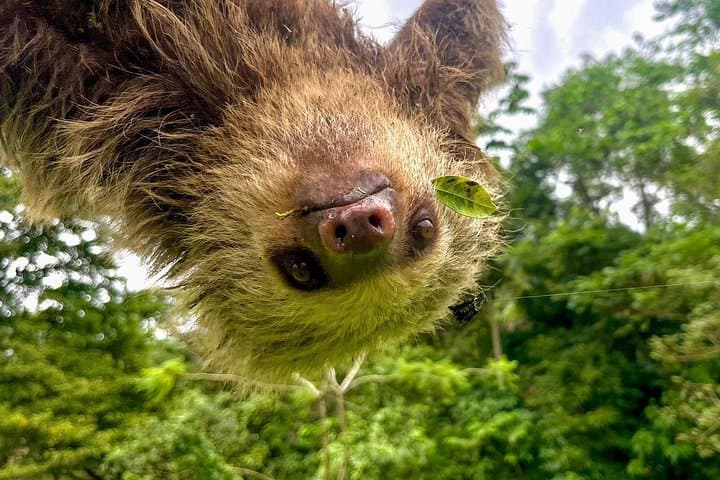Sloth Encounter and Rio Celeste Rainforest Adventure from Liberia photo 3
