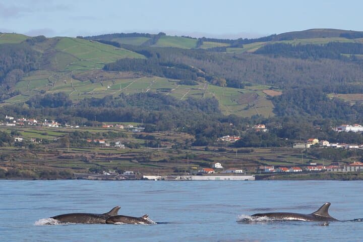 Terceira Private Whale Watching and Dolphin Swim — Azores Marine Encounter photo 6