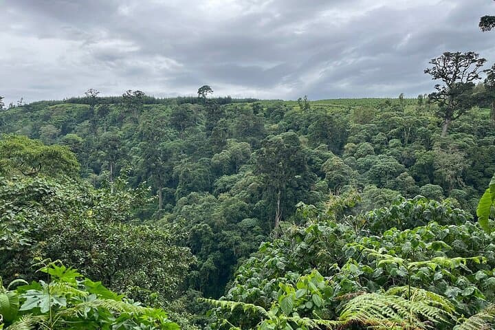 Hike to Napuru Waterfalls: Meru Forest Day Hike from Arusha photo 5