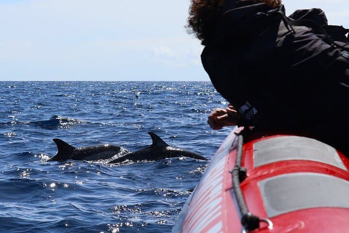 Terceira Private Whale-Watching and Dolphin Swim to Ilhéus das Cabras