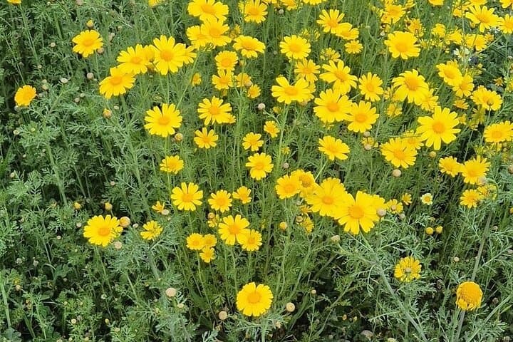 Meditation and Herbal Walk in Spetses Forest: Make Your Own Essential Oil photo 2