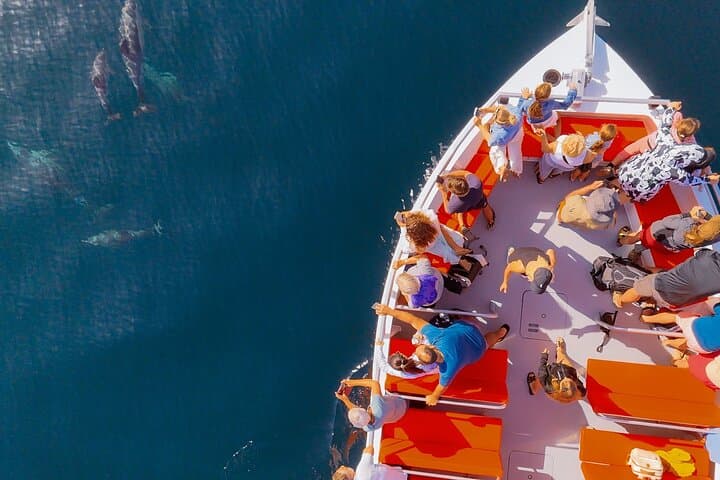 Dolphin Watching and Benagil Cave Speedboat Tour from Lagos photo 3