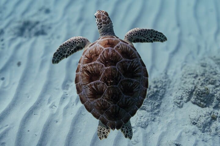 Turtle Snorkeling Aruba: Private Tour with Video — Swim with Sea Turtles Near Palm Beach