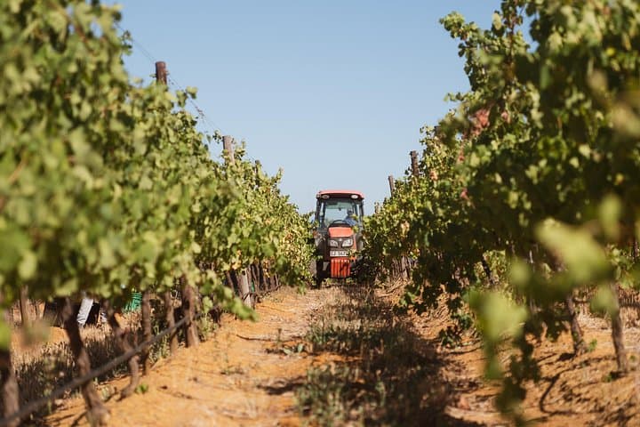 Full-Day Cape Winelands Wine Tour: Paarl, Franschhoek & Stellenbosch Tastings photo 5
